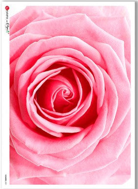 Paper Designs - Big Rose